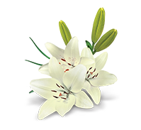 Dazzling Petals